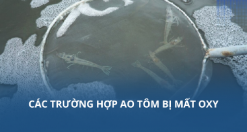 Các trường hợp ao tôm bị mất oxy